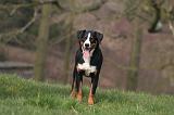 BOUVIER D'APPENZELL 081